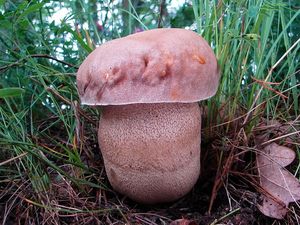 Klikni pro velký obrázek