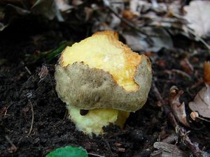 Klikni pro velký obrázek