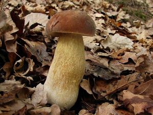 Klikni pro velký obrázek