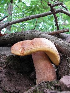 Klikni pro velký obrázek