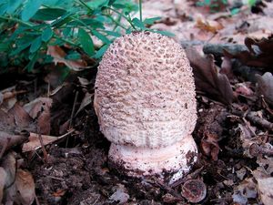 Klikni pro velký obrázek