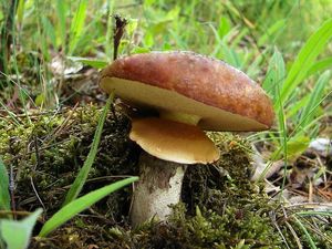 Klikni pro velký obrázek