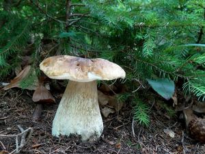 Klikni pro velký obrázek