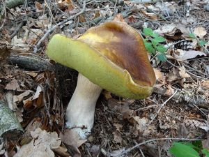 Klikni pro velký obrázek