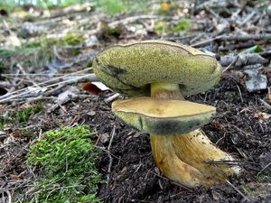 Klikni pro velký obrázek