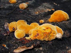 Klikni pro velký obrázek