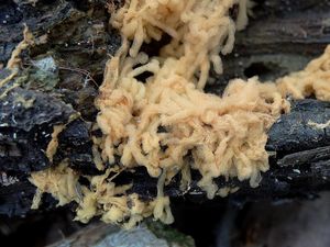 Klikni pro velký obrázek