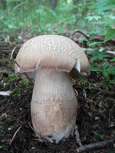 Klikni pro velký obrázek