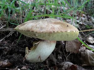 Klikni pro velký obrázek