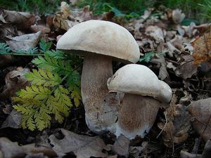 Klikni pro velký obrázek