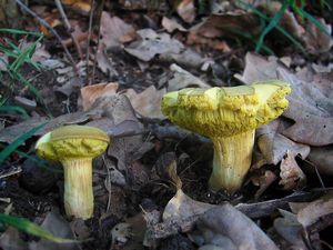 Klikni pro velký obrázek