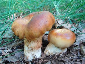 Klikni pro velký obrázek