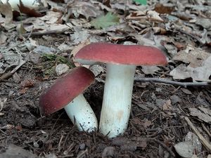 Klikni pro velký obrázek