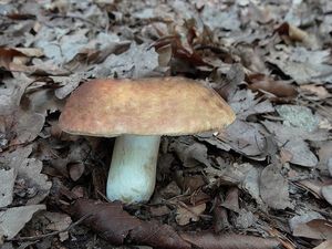 Klikni pro velký obrázek