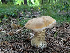 Hřib žlučník - Tylopilus felleus  (Bull.) P. Karst. 1881