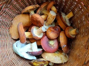 Klikni pro velký obrázek