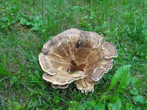 Klikni pro velký obrázek