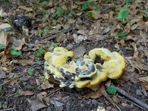 Klikni pro velký obrázek