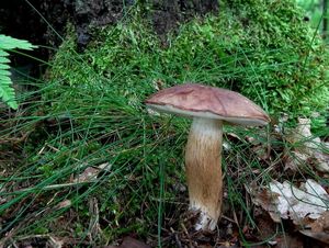 Klikni pro velký obrázek