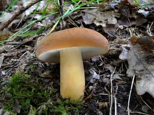 Klikni pro velký obrázek