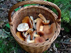 Klikni pro velký obrázek