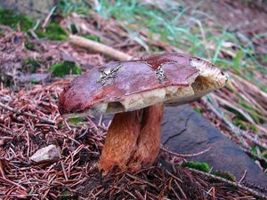 Klikni pro velký obrázek