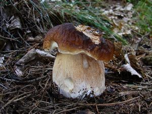 Klikni pro velký obrázek