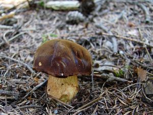 Klikni pro velký obrázek