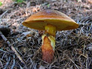 Klikni pro velký obrázek