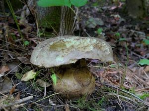 Klikni pro velký obrázek