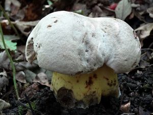 Klikni pro velký obrázek