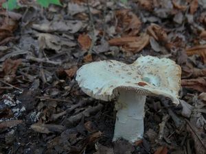 Klikni pro velký obrázek