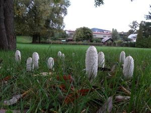 Hnojník obecný - Coprinus comatus (O.F. Müll.) Pers. 1797
