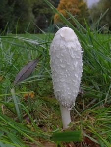 Hnojník obecný - Coprinus comatus (O.F. Müll.) Pers. 1797