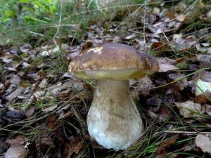 Klikni pro velký obrázek