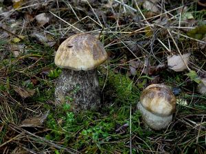 Klikni pro velký obrázek