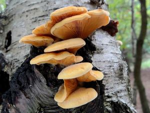 Hlíva hnízdovitá - Phyllotopsis nidulans (Pers.) Singer 1936