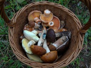 Klikni pro velký obrázek