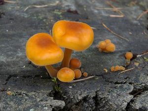 Klikni pro velký obrázek