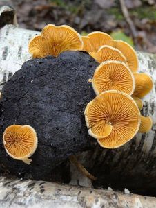 Hlíva hnízdovitá - Phyllotopsis nidulans (Pers.) Singer 1936