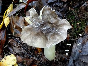 Klikni pro velký obrázek