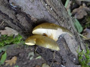 Klikni pro velký obrázek