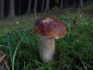 Klikni pro velký obrázek