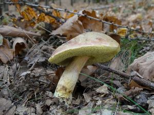 Klikni pro velký obrázek