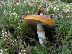 Pavučinec slizký - Cortinarius (Myxacium) mucosus (Bull.) Kickx