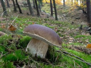 Klikni pro velký obrázek