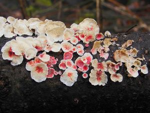 Nedohub růžový - Hypomyces rosellus (Alb. & Schwein.) Tul. & C. Tul. 1860