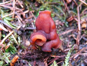 Klikni pro velký obrázek