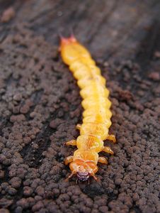 Klikni pro velký obrázek