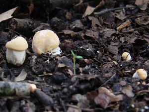 Klikni pro velký obrázek